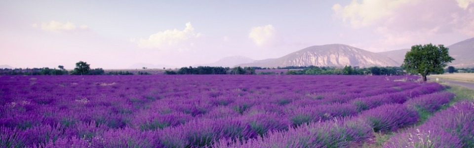 Integrative Aromatherapy® Certificate Program (Est. 1998)